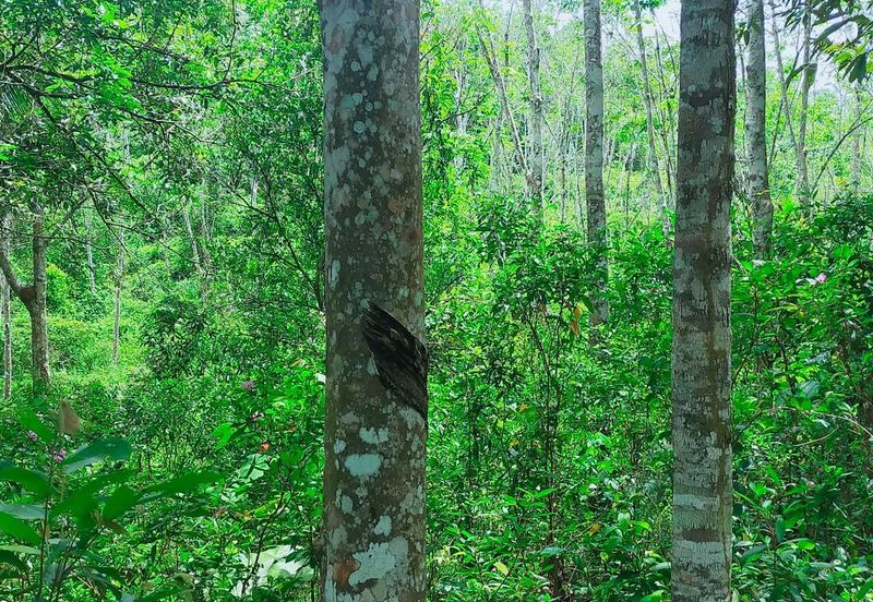 Kuala Pilah Non Bumi Freehold Agricultural Land