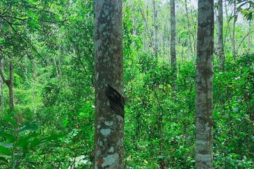 Kuala Pilah Non Bumi Freehold Agricultural Land