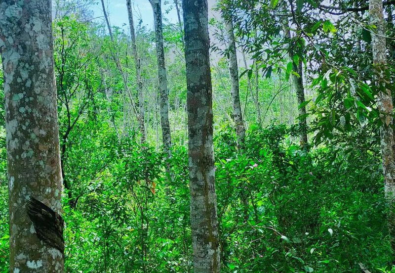 Kuala Pilah Non Bumi Freehold Agricultural Land