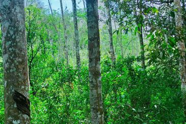 Kuala Pilah Non Bumi Freehold Agricultural Land