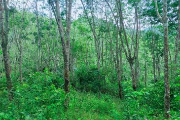 Kuala Pilah Non Bumi Freehold Agricultural Land