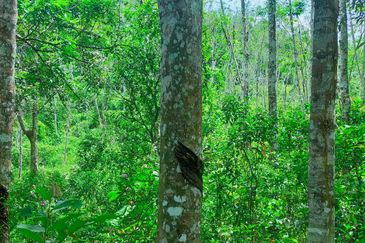Kuala Pilah Non Bumi Freehold Agricultural Land