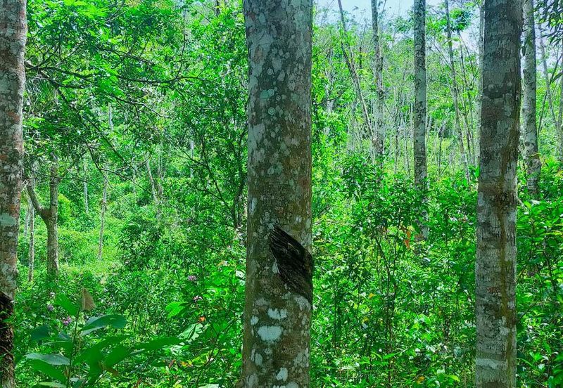Kuala Pilah Non Bumi Freehold Agricultural Land
