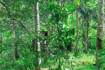Kuala Pilah Non Bumi Freehold Agricultural Land