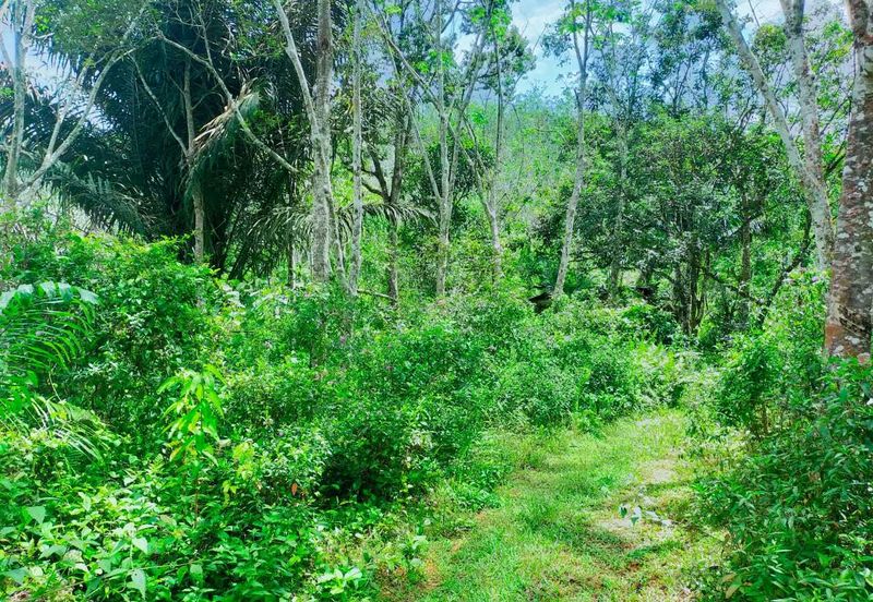 Kuala Pilah Non Bumi Freehold Agricultural Land