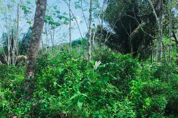 Kuala Pilah Non Bumi Freehold Agricultural Land