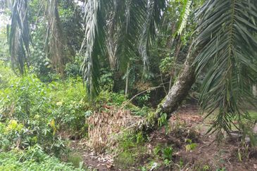 Agriculture Land @ Taiping