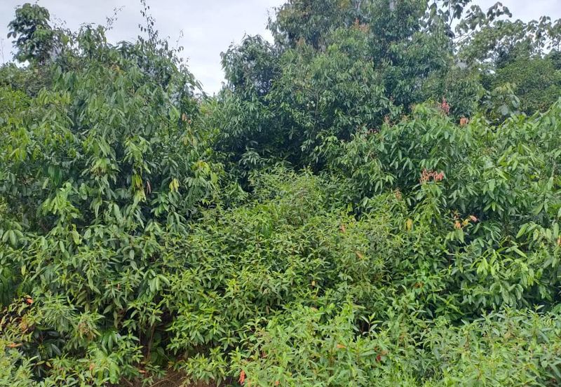 Agriculture Land @ Taiping