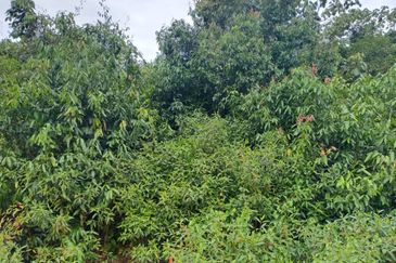 Agriculture Land @ Taiping