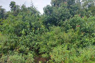 Agriculture Land @ Taiping