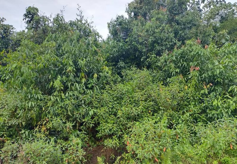 Agriculture Land @ Taiping