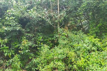 Agriculture Land @ Taiping