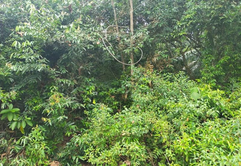 Agriculture Land @ Taiping