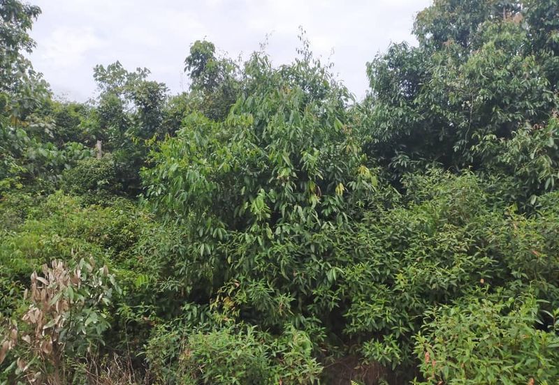 Agriculture Land @ Taiping