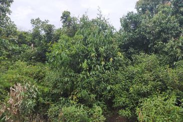 Agriculture Land @ Taiping