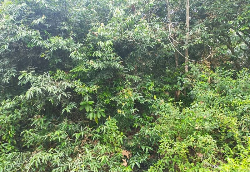 Agriculture Land @ Taiping