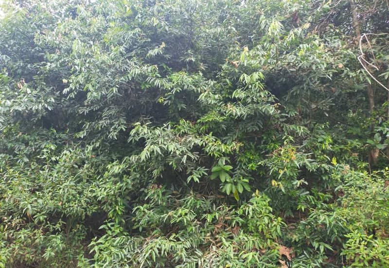 Agriculture Land @ Taiping