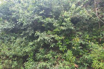 Agriculture Land @ Taiping