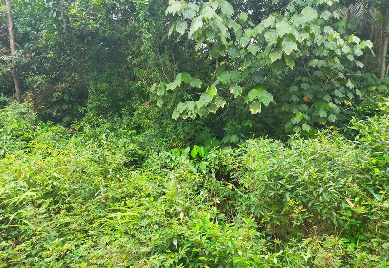 Agriculture Land @ Taiping