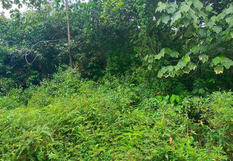 Agriculture Land @ Taiping