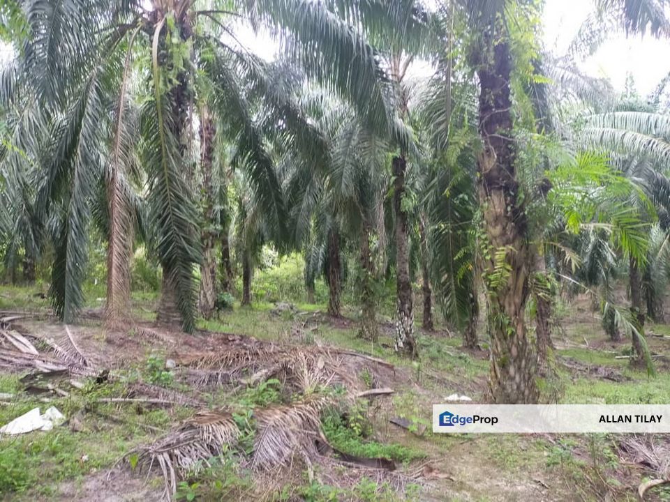Parit Perak Oil Palm Plantation, Perak, Parit