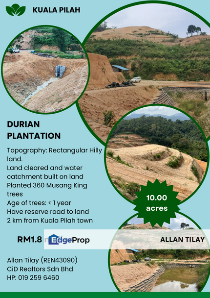 Kuala Pilah Durian PLantation, Negeri Sembilan, Kuala Pilah