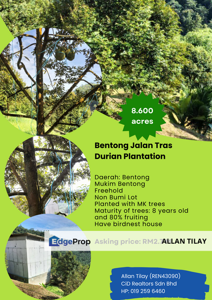 Bentong Jalan Tras Durian Plantation, Pahang, Bentong