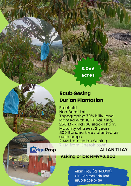 Raub Gesing Durian Plantation, Pahang, Bentong