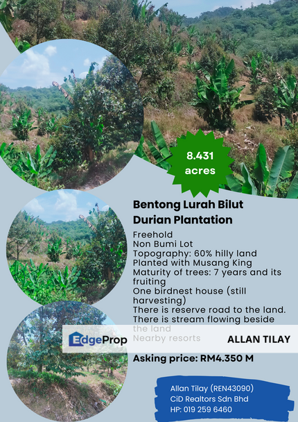Bentong Lurah Bilut Durian Plantation, Pahang, Bentong