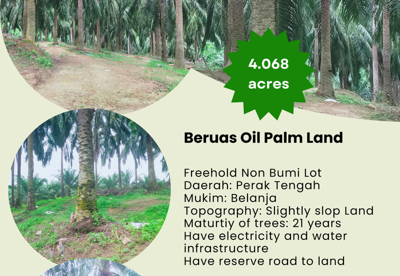 Beruas Perak Oil Palm Land