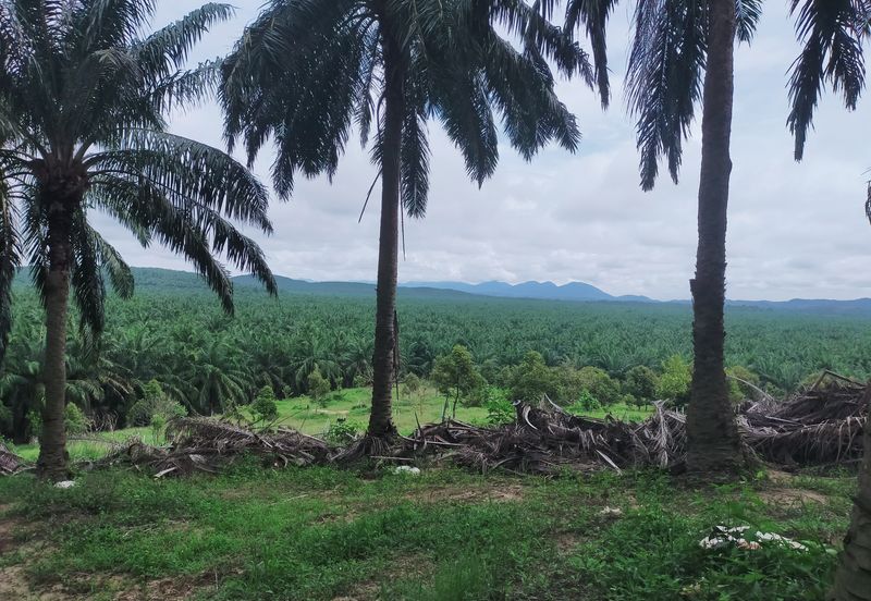 Beruas Perak Oil Palm Land
