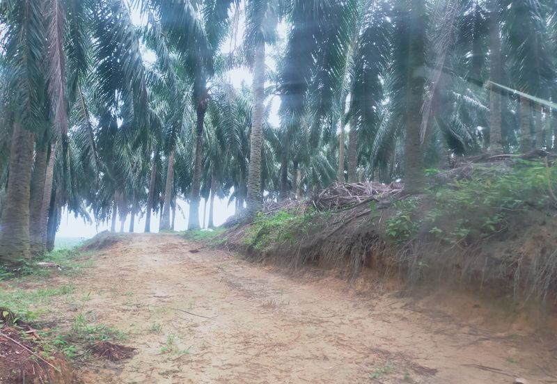 Beruas Perak Oil Palm Land
