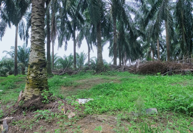 Beruas Perak Oil Palm Land