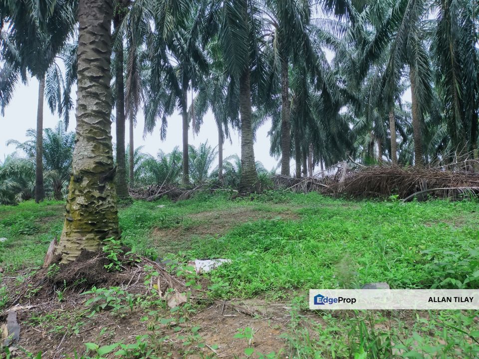 Beruas Oil Palm Land, Perak, Beruas