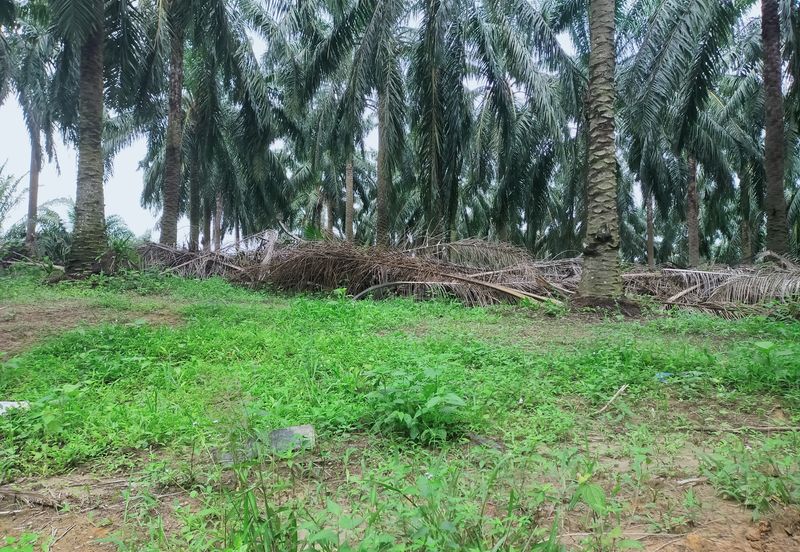 Beruas Perak Oil Palm Land