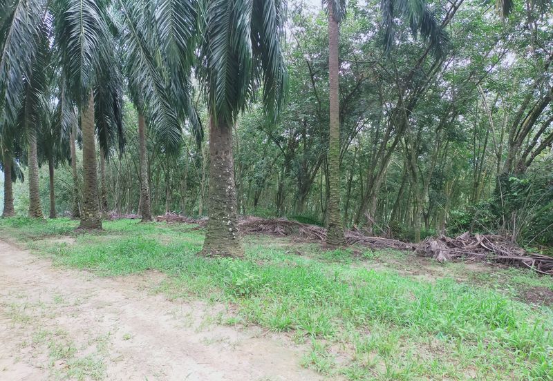 Beruas Perak Oil Palm Land
