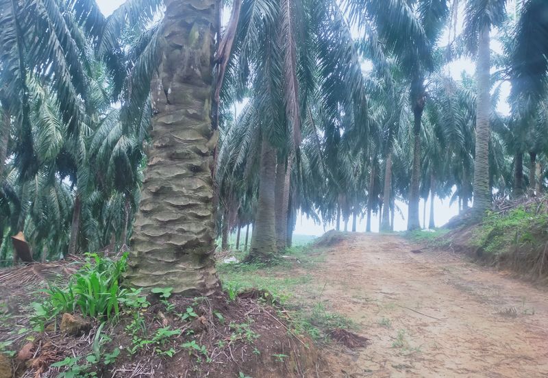 Beruas Perak Oil Palm Land