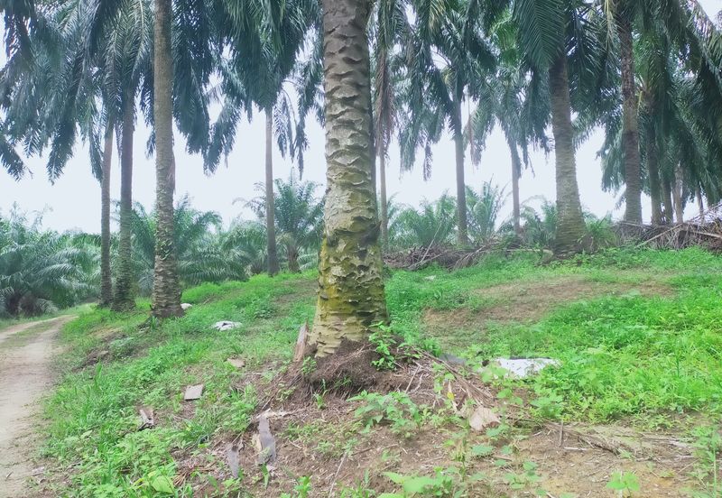 Beruas Perak Oil Palm Land