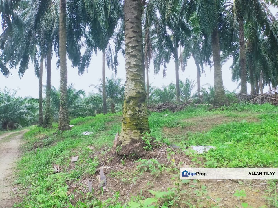 Beruas Oil Palm Land, Perak, Beruas