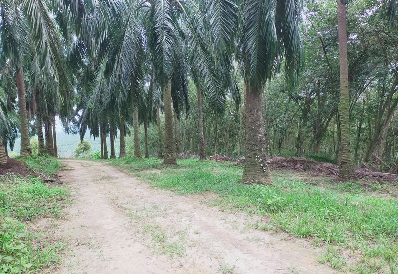Beruas Perak Oil Palm Land