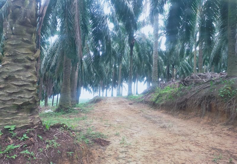 Beruas Perak Oil Palm Land