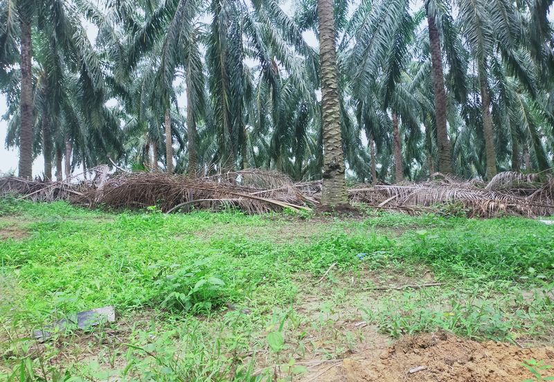 Beruas Perak Oil Palm Land