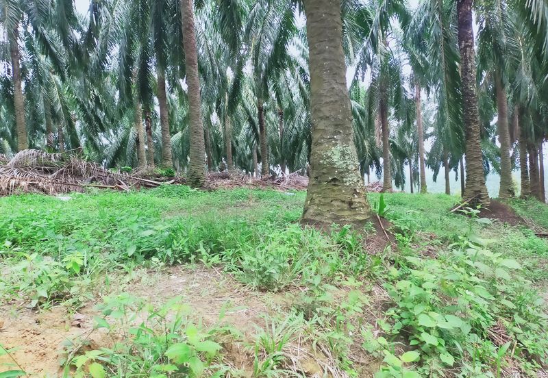 Beruas Perak Oil Palm Land