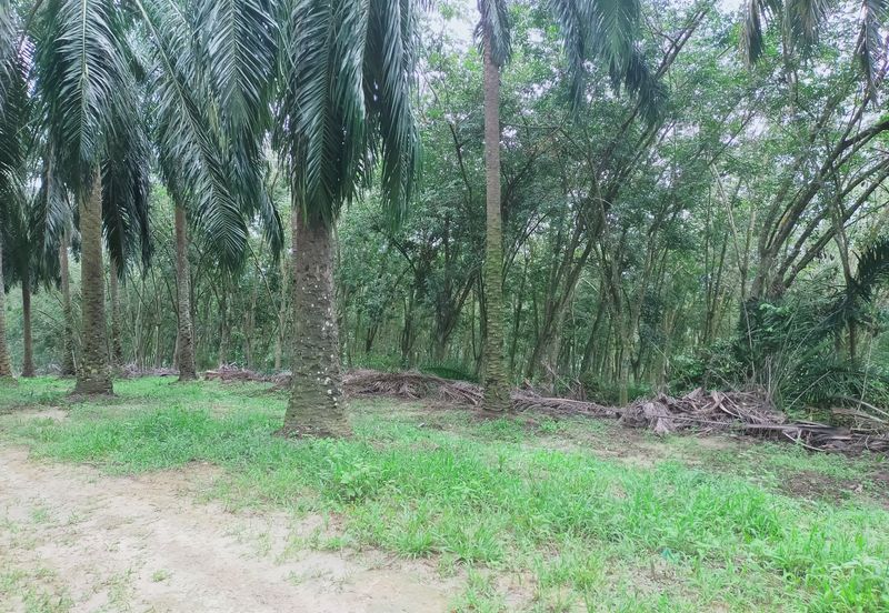 Beruas Perak Oil Palm Land