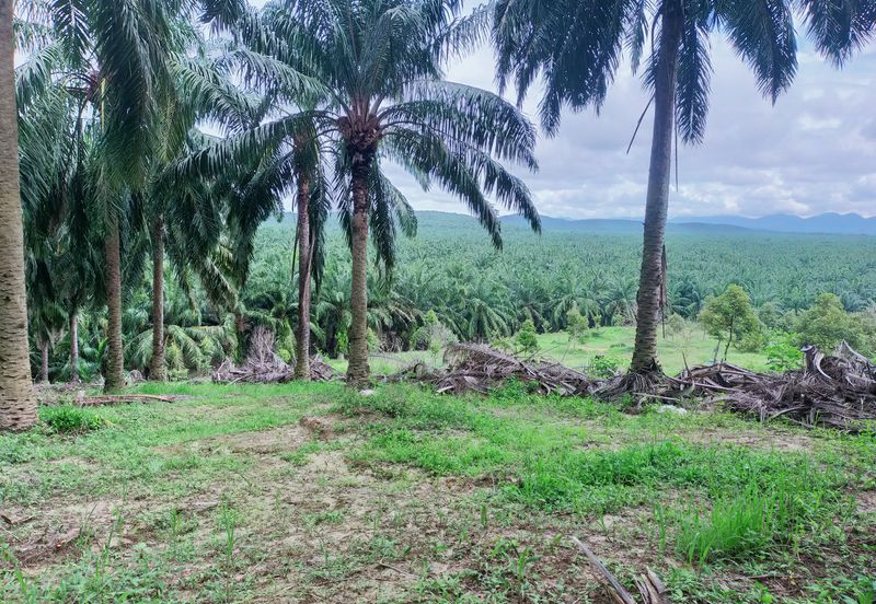Beruas Perak Oil Palm Land