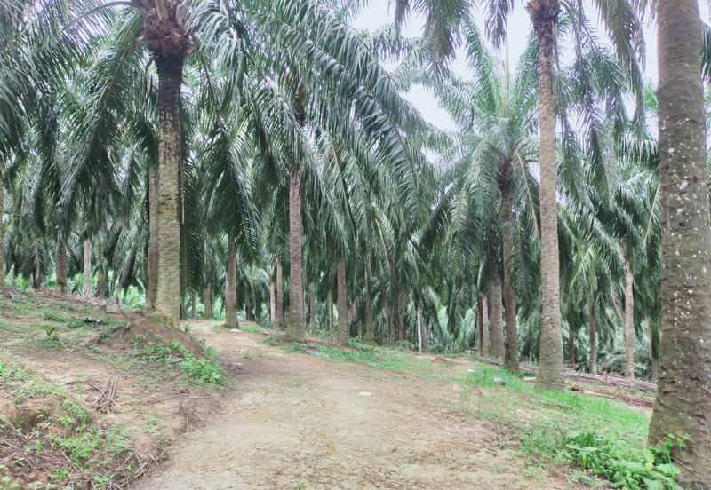 Beruas Perak Oil Palm Land