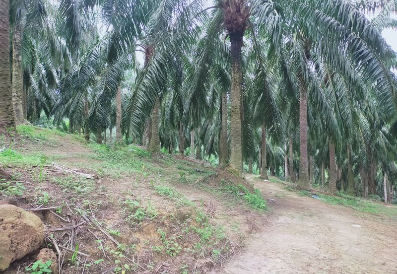 Beruas Perak Oil Palm Land
