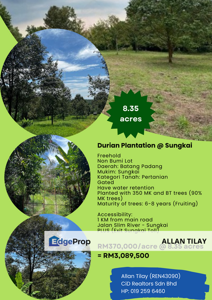 Durian Plantation @ Sungkai, Perak, Sungkai