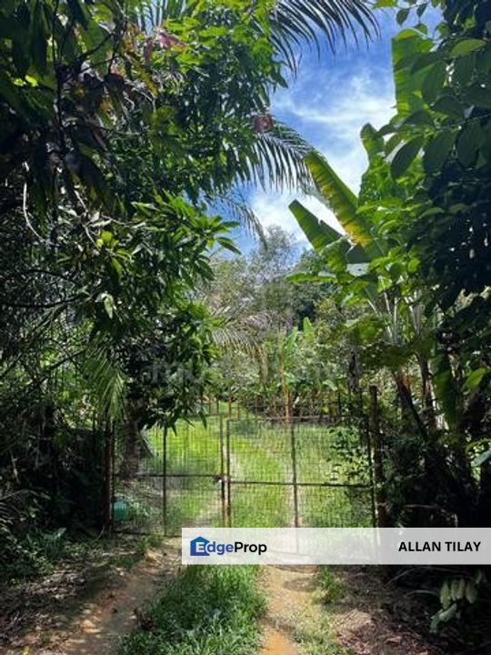 Durian Plantation @ Sungkai, Perak, Sungkai