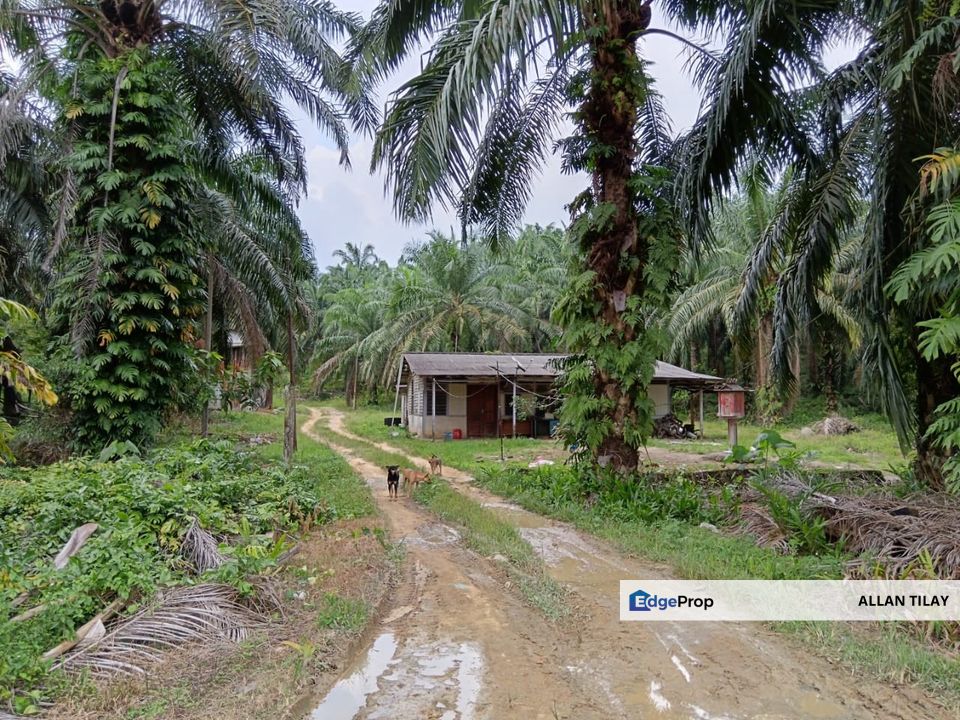 Johol Oil Palm Plantation, Negeri Sembilan, Kuala Pilah